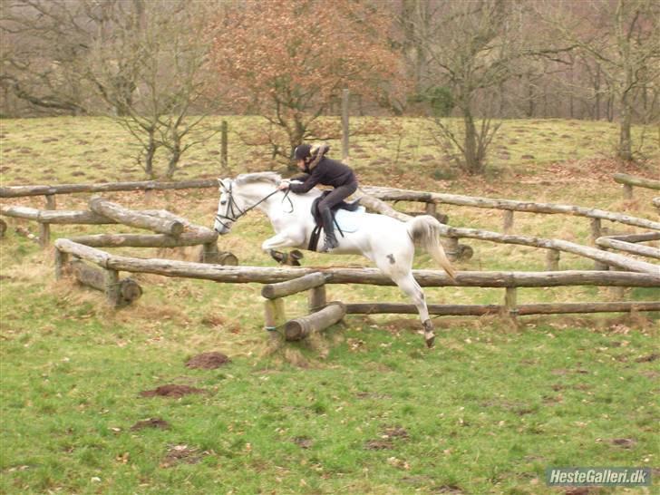 Tysk Sportspony Jonatan {AFLIVET} - ¤16¤  vi springer lige lidt nede i skoven<3 foto: mathilde<3  billede 16