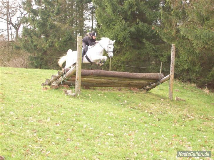 Tysk Sportspony Jonatan {AFLIVET} - ¤17¤  vi springer i skoven<3 super billede. foto: mathilde billede 17