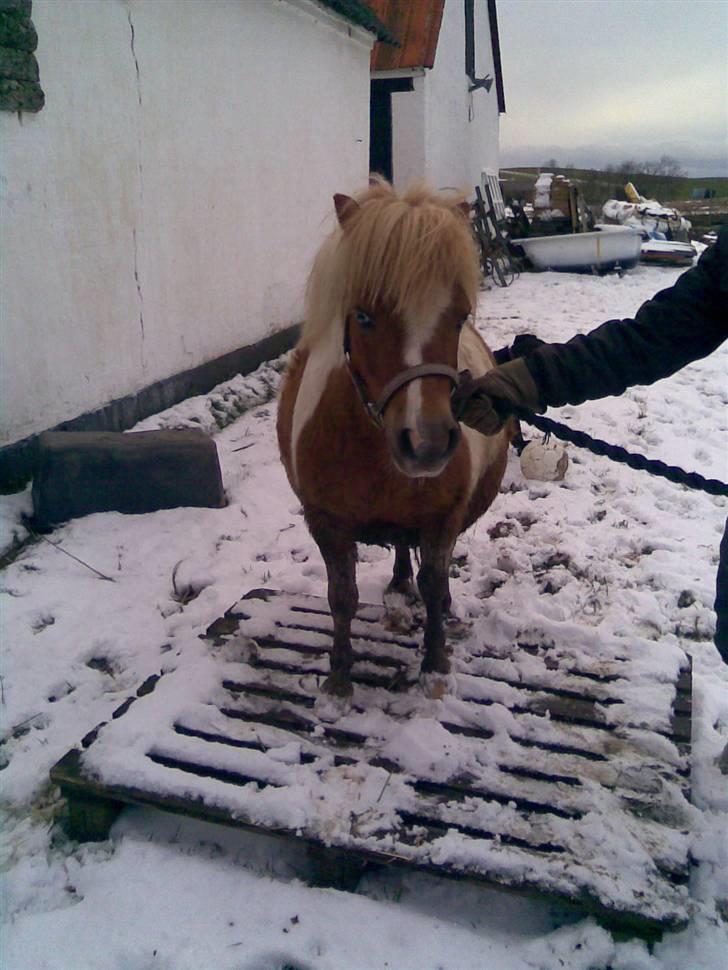 Shetlænder Findus solgt - blæret dd; Fotograf: mor billede 14