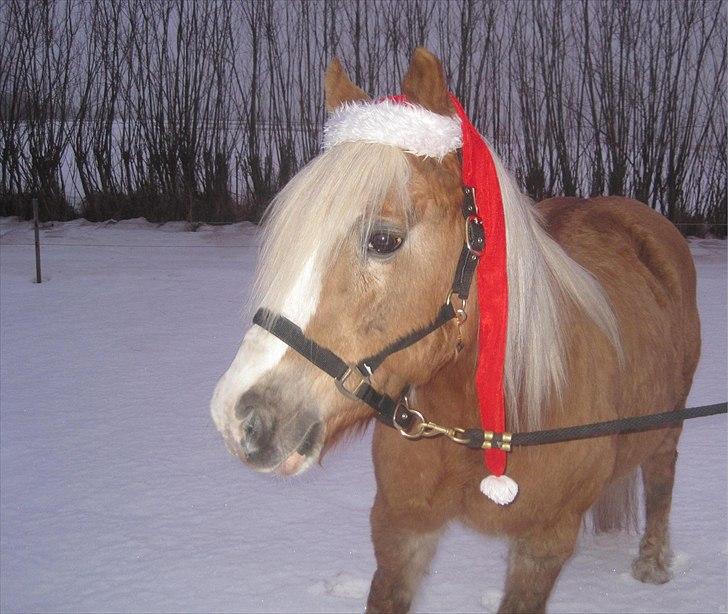 Tyroler Haflinger Fie  - jaaa. der er kommet sne billede 1