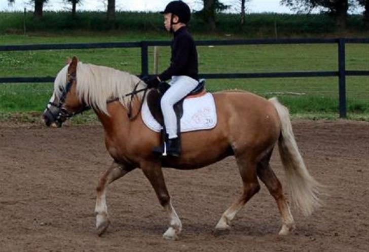 Tyroler Haflinger Fie  - Fie og mig til mini stævne billede 3