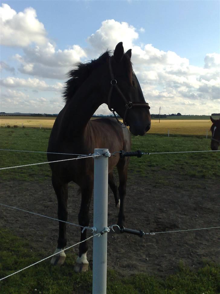 Hollandsk Varmblod Wervelwind^^Solgt^^ R.I.P billede 1