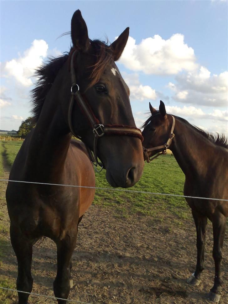 Hollandsk Varmblod Wervelwind^^Solgt^^ R.I.P billede 2