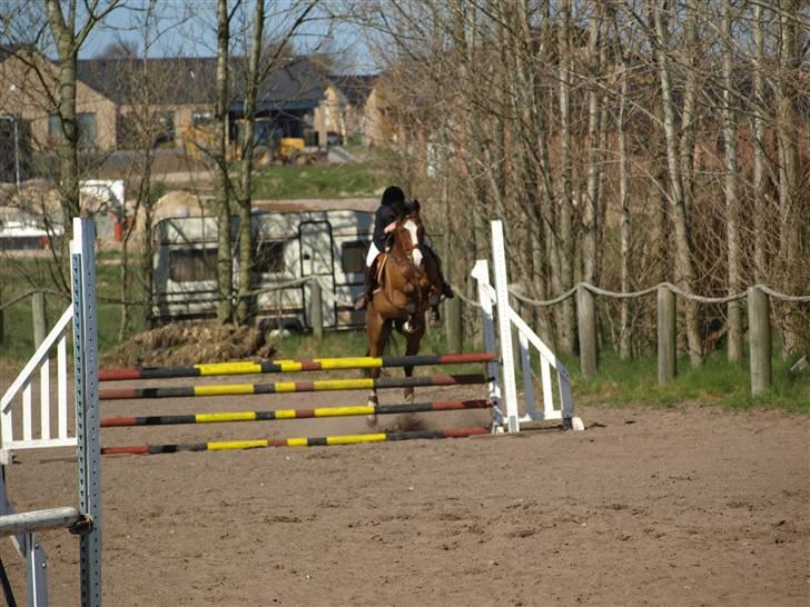 Anden særlig race Tintin<3 - første rigtige stævne :) billede 6