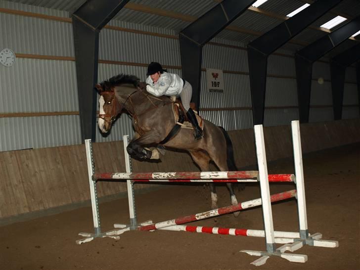 Anden særlig race Tintin<3 - første gang jeg sprang ham.  billede 7