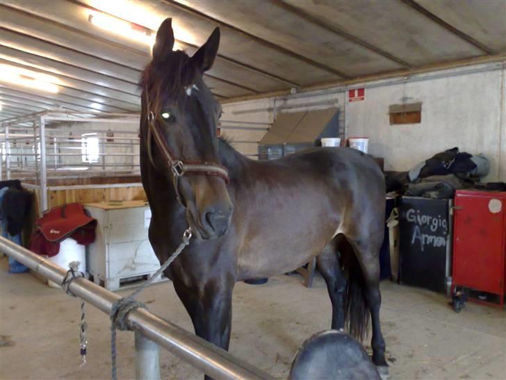 Hollandsk Varmblod Wervelwind^^Solgt^^ R.I.P billede 3