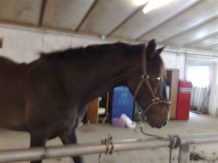 Hollandsk Varmblod Wervelwind^^Solgt^^ R.I.P billede 4