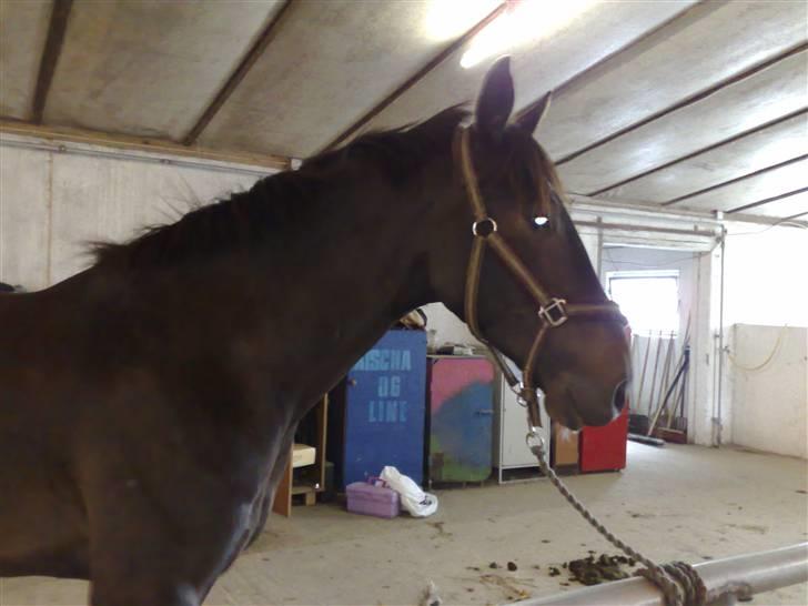 Hollandsk Varmblod Wervelwind^^Solgt^^ R.I.P billede 5