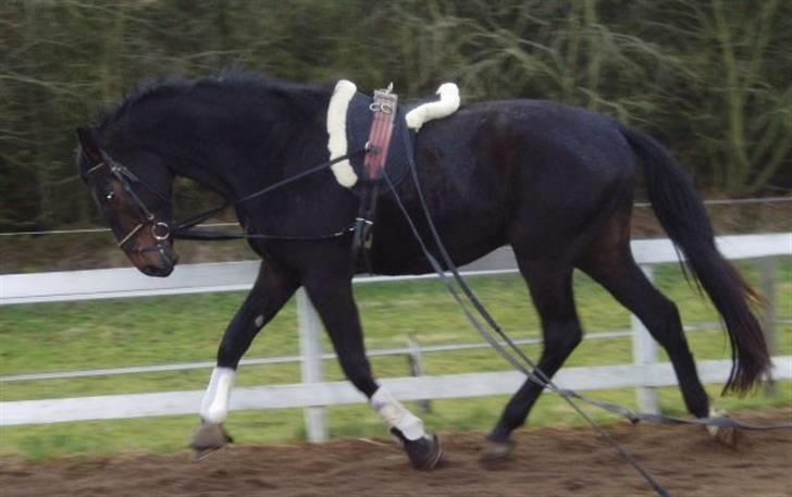 Dansk Varmblod Don Cavo *R.I.P* billede 13