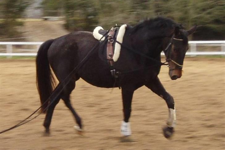 Dansk Varmblod Don Cavo *R.I.P* billede 14