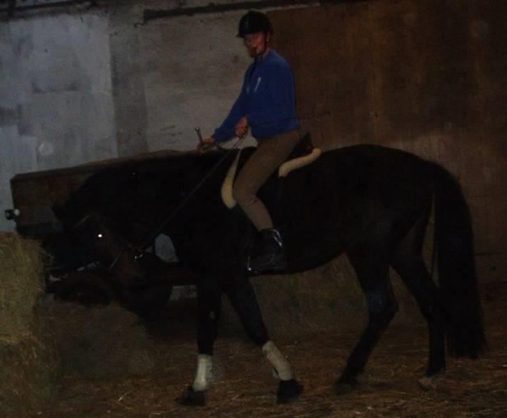 Dansk Varmblod Don Cavo *R.I.P* - 1 gang med rytter billede 15