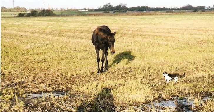 Traver Jet Queen ( laika/ pigen)[Vil Altid være savnet] billede 9
