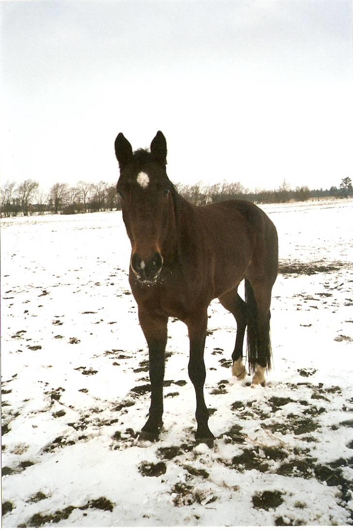 Traver Jet Queen ( laika/ pigen)[Vil Altid være savnet] - Laika storbror Cannon King (er der nogen der ved hvor han er i Eruopa?! billede 10