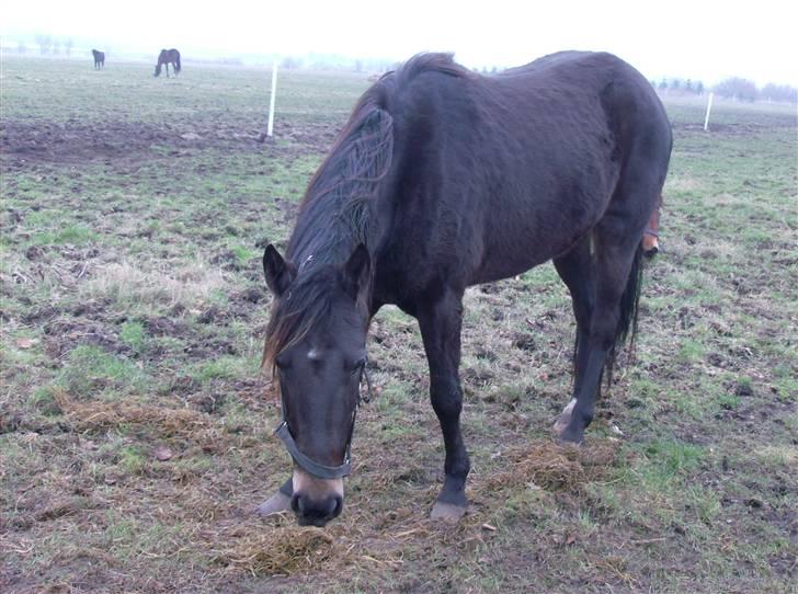 Traver Jet Queen ( laika/ pigen)[Vil Altid være savnet] billede 11
