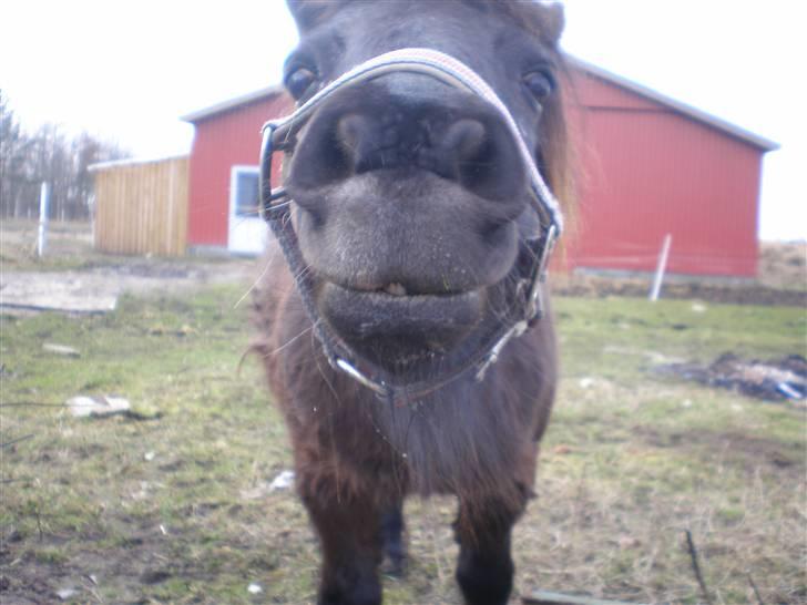 Shetlænder Victoria ( vic ) Himmel pony ( savnet meget ) - se min tand.. billede 12