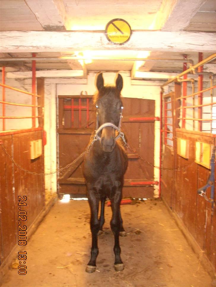 Dansk Varmblod Dijon ** aflivet** - Se hvor er jeg fræk billede 7