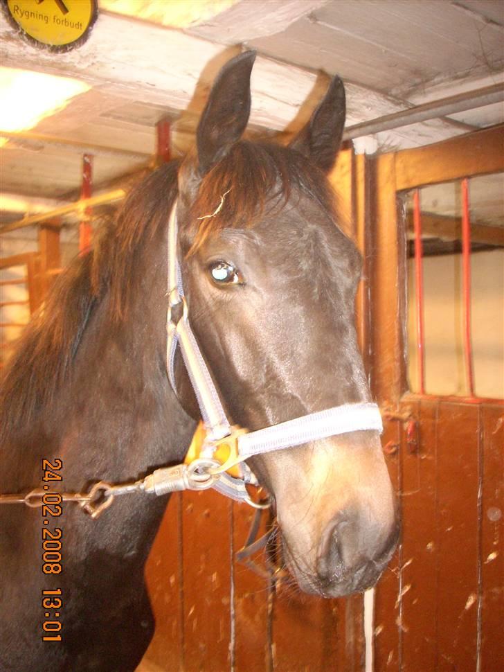 Dansk Varmblod Dijon ** aflivet** - Dejlig, kan man da kun sige billede 8