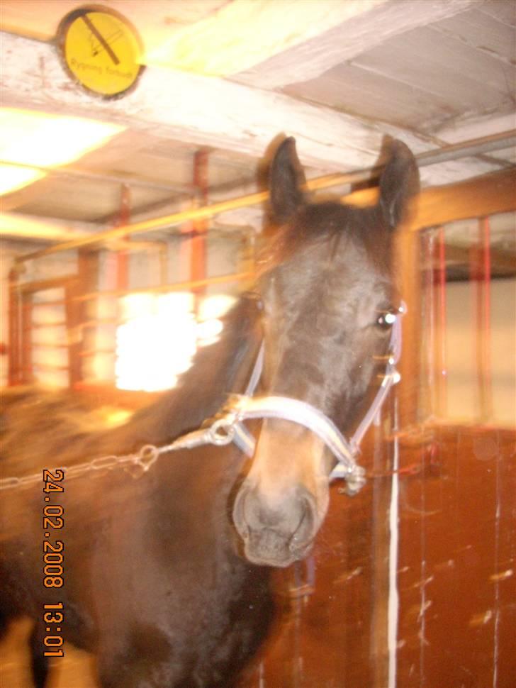 Dansk Varmblod Dijon ** aflivet** - Tager jeg mig godt ud?? billede 9