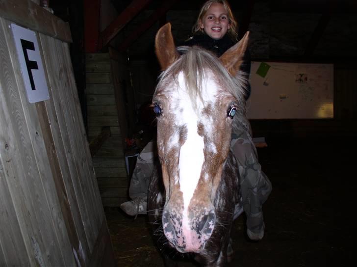 Appaloosa Harry-Potter Gammel hest - 1. Velkommen til Harry-Potter´s profil, han er glad for du kigger (: billede 1