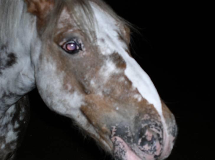 Appaloosa Harry-Potter Gammel hest - 2 harry drengen (: billede 2