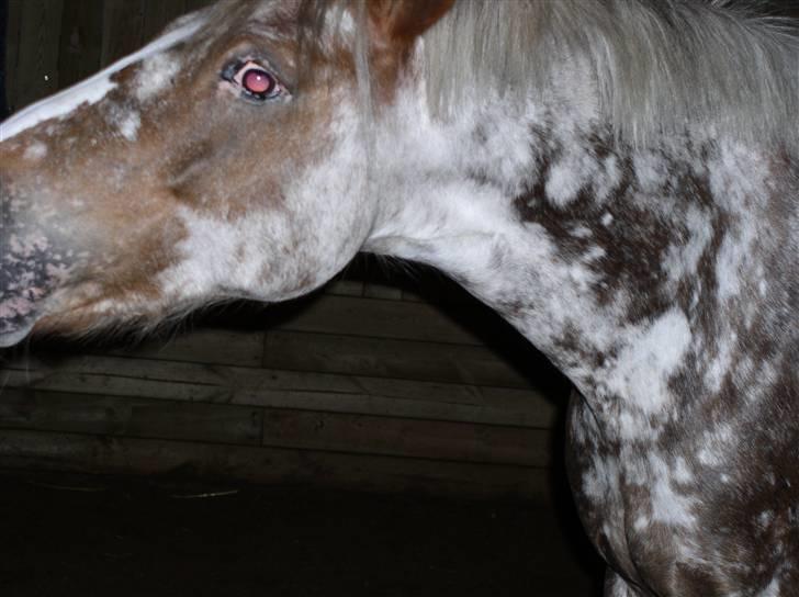 Appaloosa Harry-Potter Gammel hest - 3´ billede 3