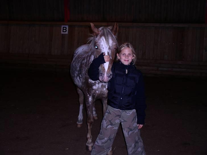 Appaloosa Harry-Potter Gammel hest - 4 billede 4