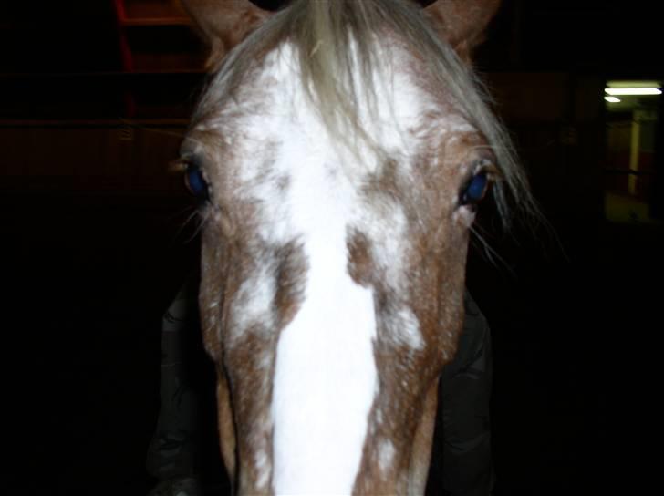 Appaloosa Harry-Potter Gammel hest - 5 billede 5