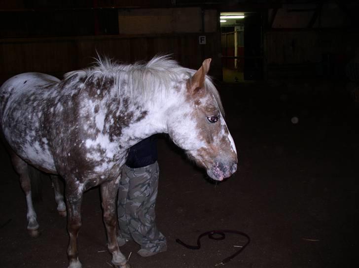 Appaloosa Harry-Potter Gammel hest - 6 billede 6