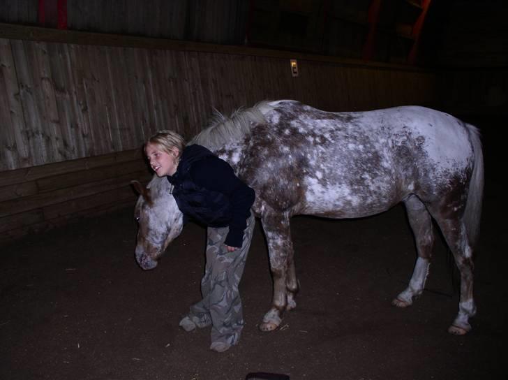 Appaloosa Harry-Potter Gammel hest - 9 billede 9