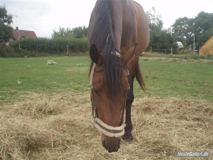 Anglo Araber (AA) | SGR´s Zarah (Savnet) - mmm , det hø smager godt billede 2