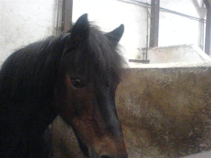 Anden særlig race Fanny-Barndomshest - Min ælskede fanny billede 1