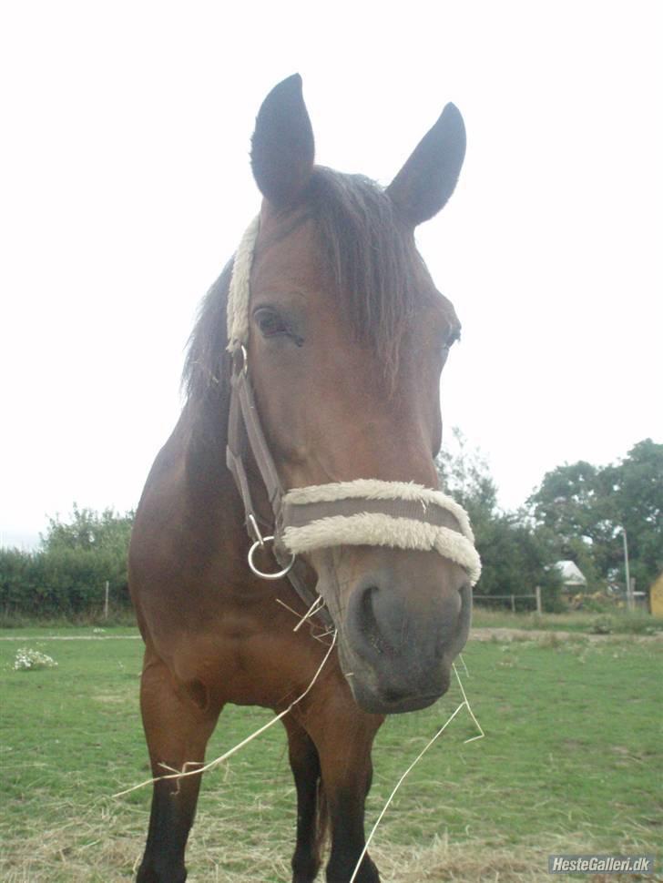 Anglo Araber (AA) | SGR´s Zarah (Savnet) - er jeg ikke bare pæn med min nye grime billede 5