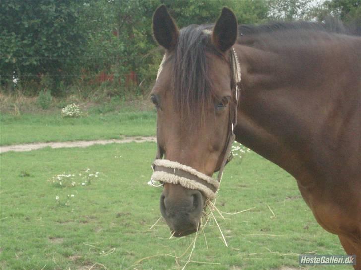 Anglo Araber (AA) | SGR´s Zarah (Savnet) - smukke zara billede 7