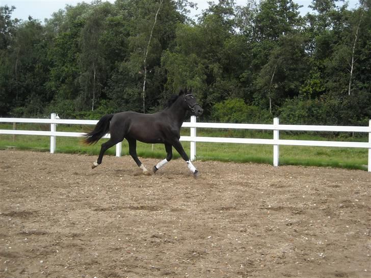 Oldenborg Diablo  " solgt " SAVNET billede 6