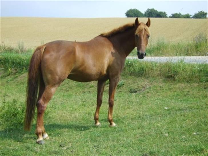 DSP Tanja  - Tanja om sommeren billede 1