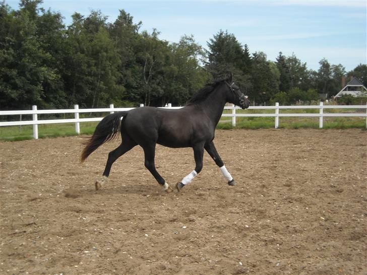 Oldenborg Diablo  " solgt " SAVNET - 2 år 1 / 8 2009  billede 7