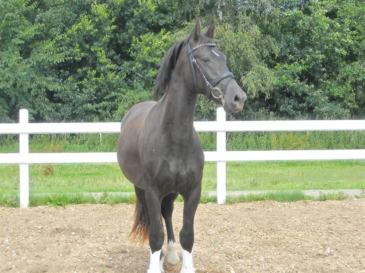 Oldenborg Diablo  " solgt " SAVNET - Diablo og hans bedste ven :)  billede 9