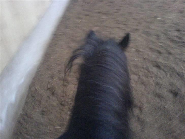 Anden særlig race Fanny-Barndomshest - her traver vi billede 2