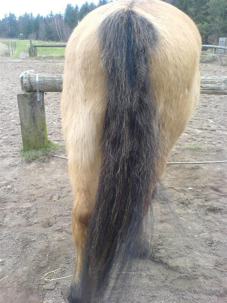 Anden særlig race Teddy (part) - ja bagfra er jeg også smuk.     c( : billede 6