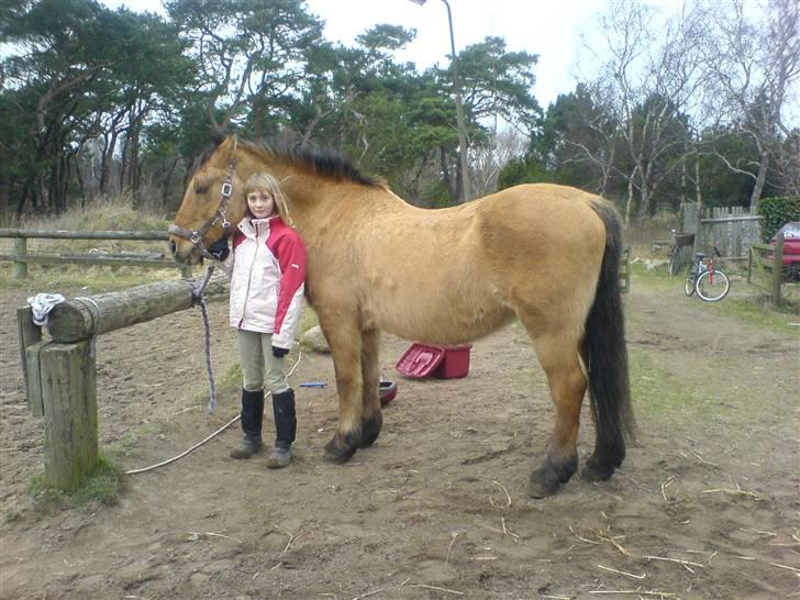 Anden særlig race Teddy (part) - søde teddy billede 7