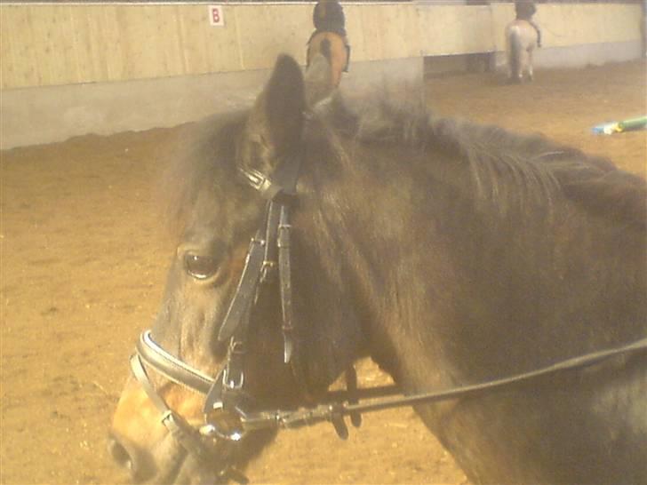 Anden særlig race Fanny-Barndomshest - her skulle vi ud at ride i laden. billede 3