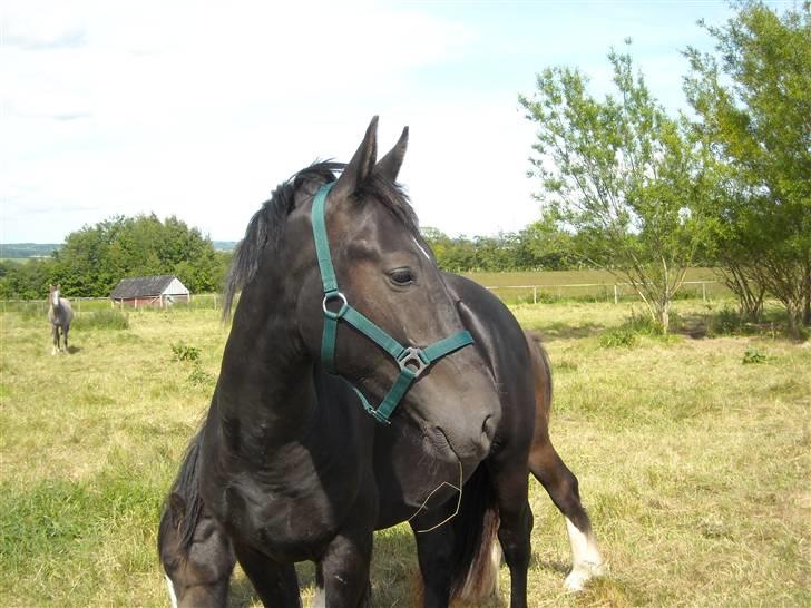Oldenborg Diablo  " solgt " SAVNET - Diablo på folden :)  billede 10