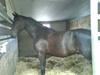 Oldenborg Pikeur