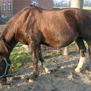 Palomino Jacolina *R.I.P.*