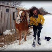 Haflinger               Alena