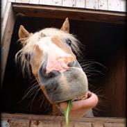 Haflinger               Alena