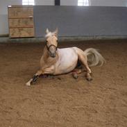 Palomino Soles Amiga