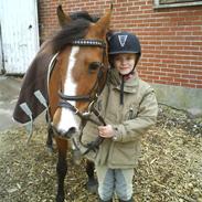 Anden særlig race Mosedals Rikke (SOLGT)