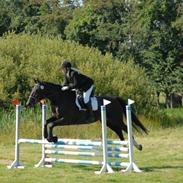 Dansk Varmblod Bally Best