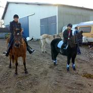 New Forest Stjerne R.I.P